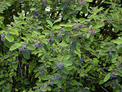 Cotoneaster acutifolius Turcz. resmi