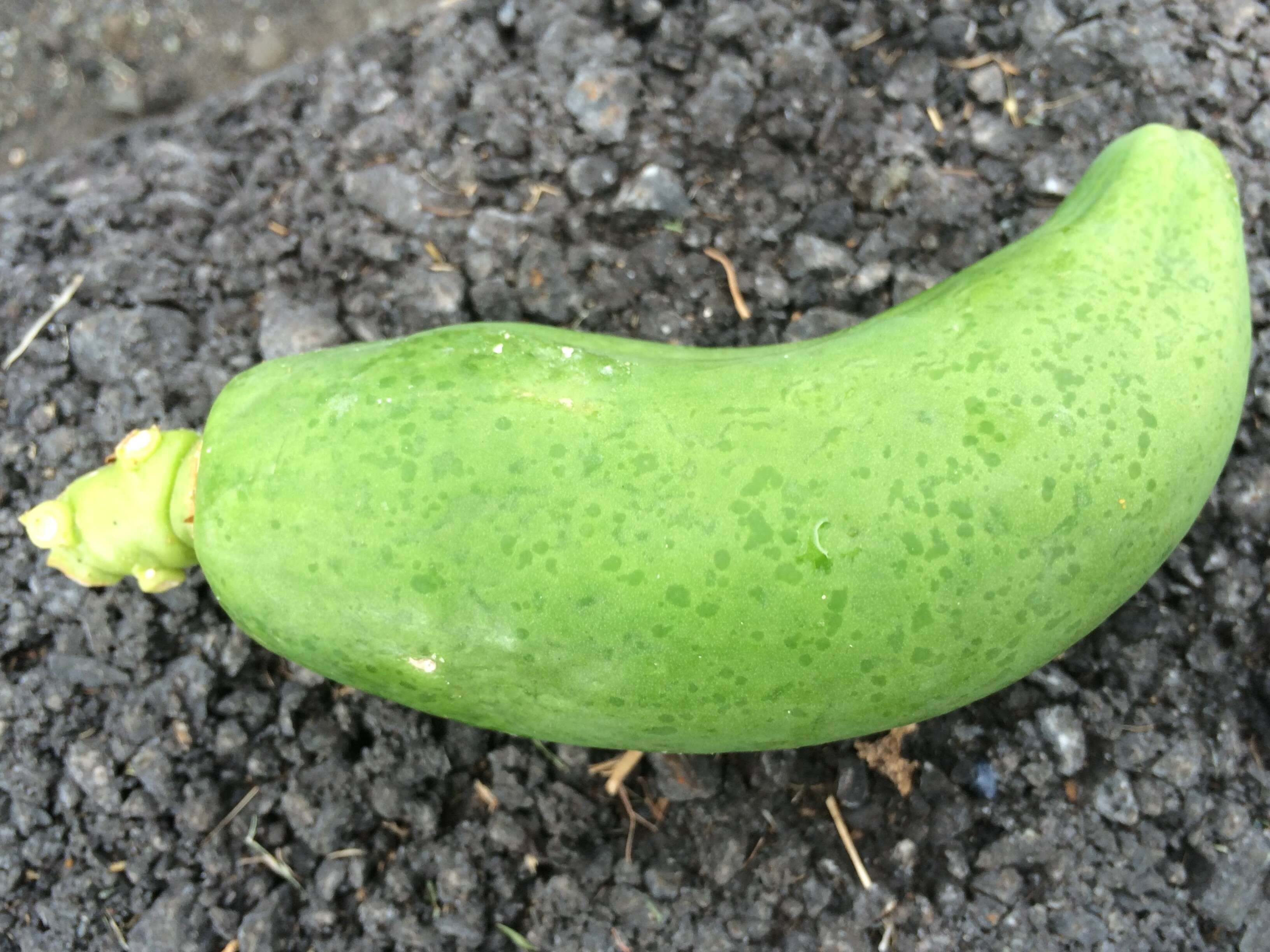 Image of Papaya ringspot virus