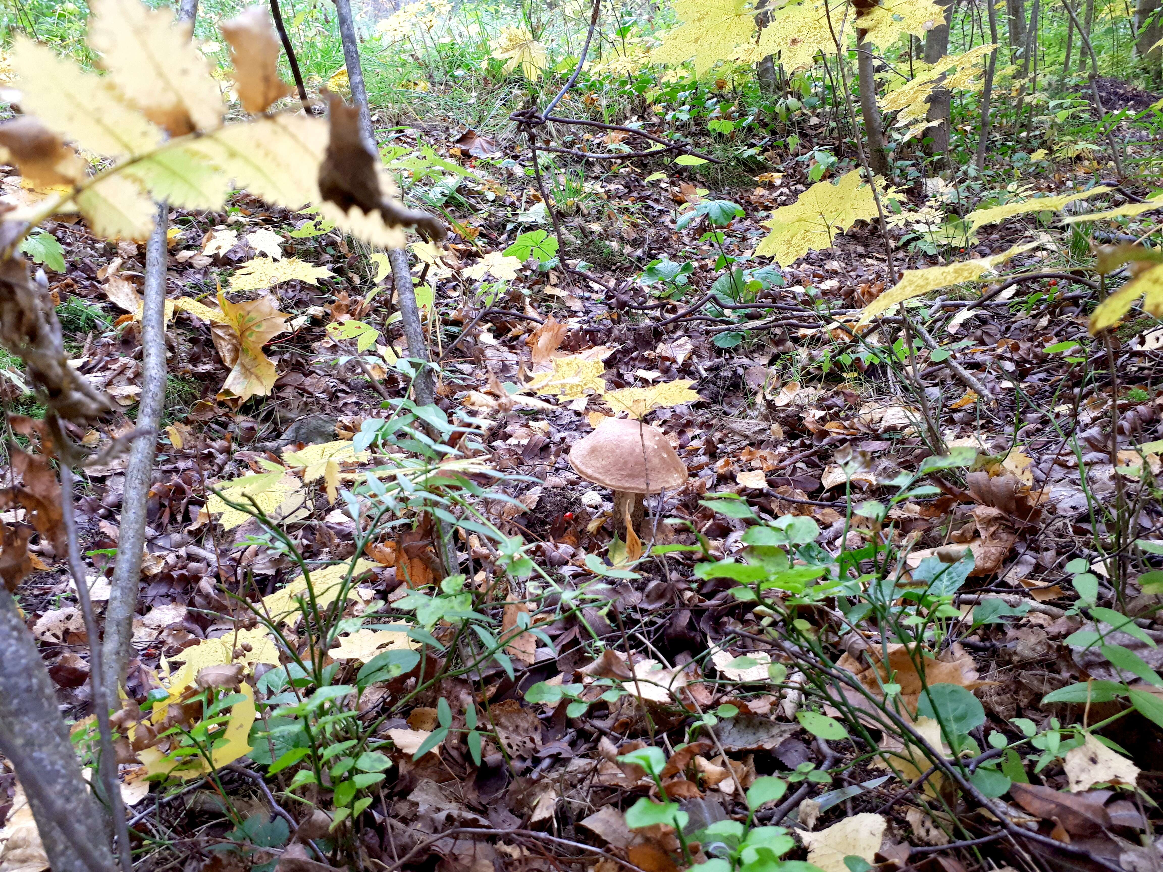 Image of Leccinum scabrum (Bull.) Gray 1821