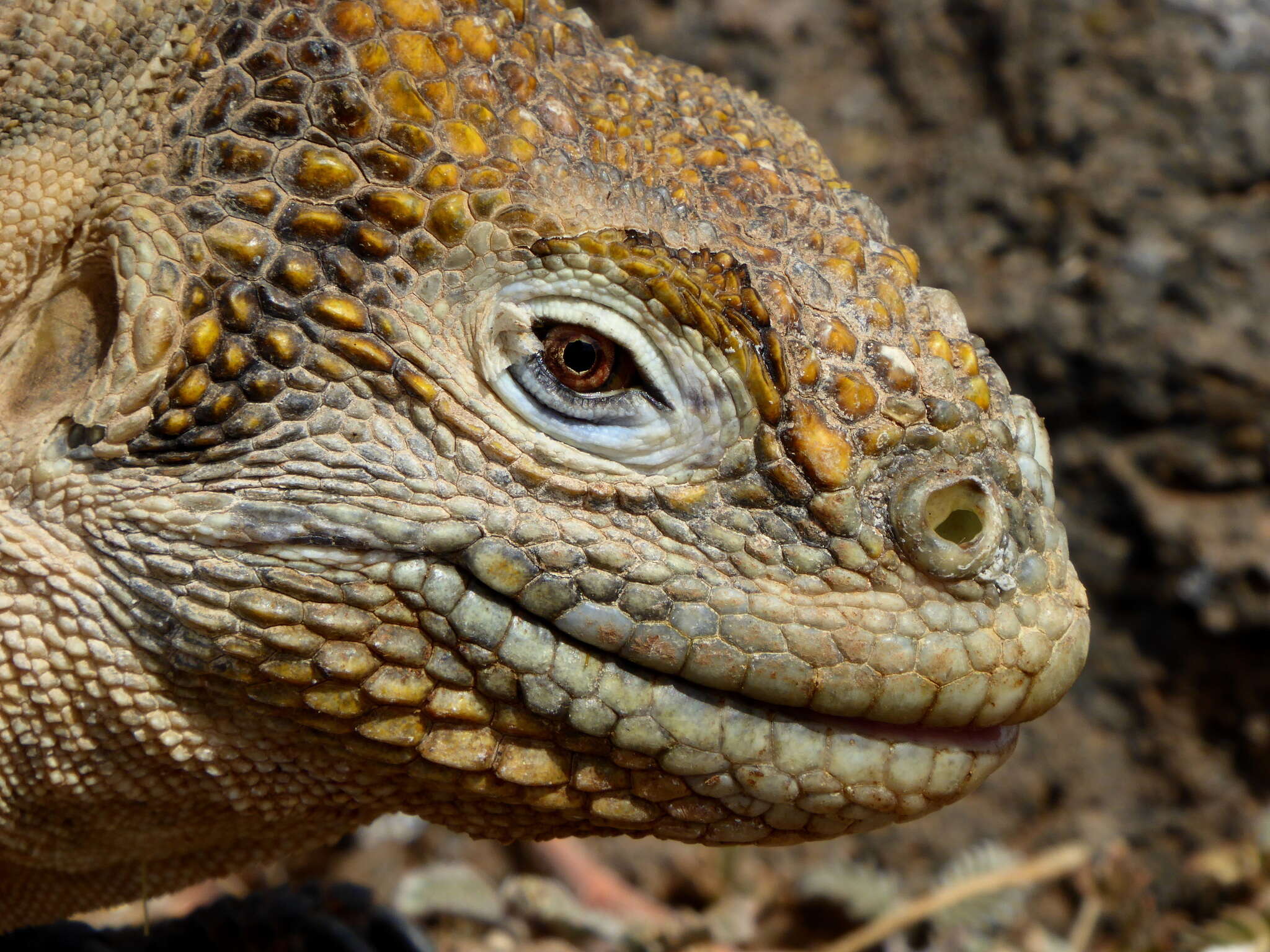 Image of Galapagos Land Iguana