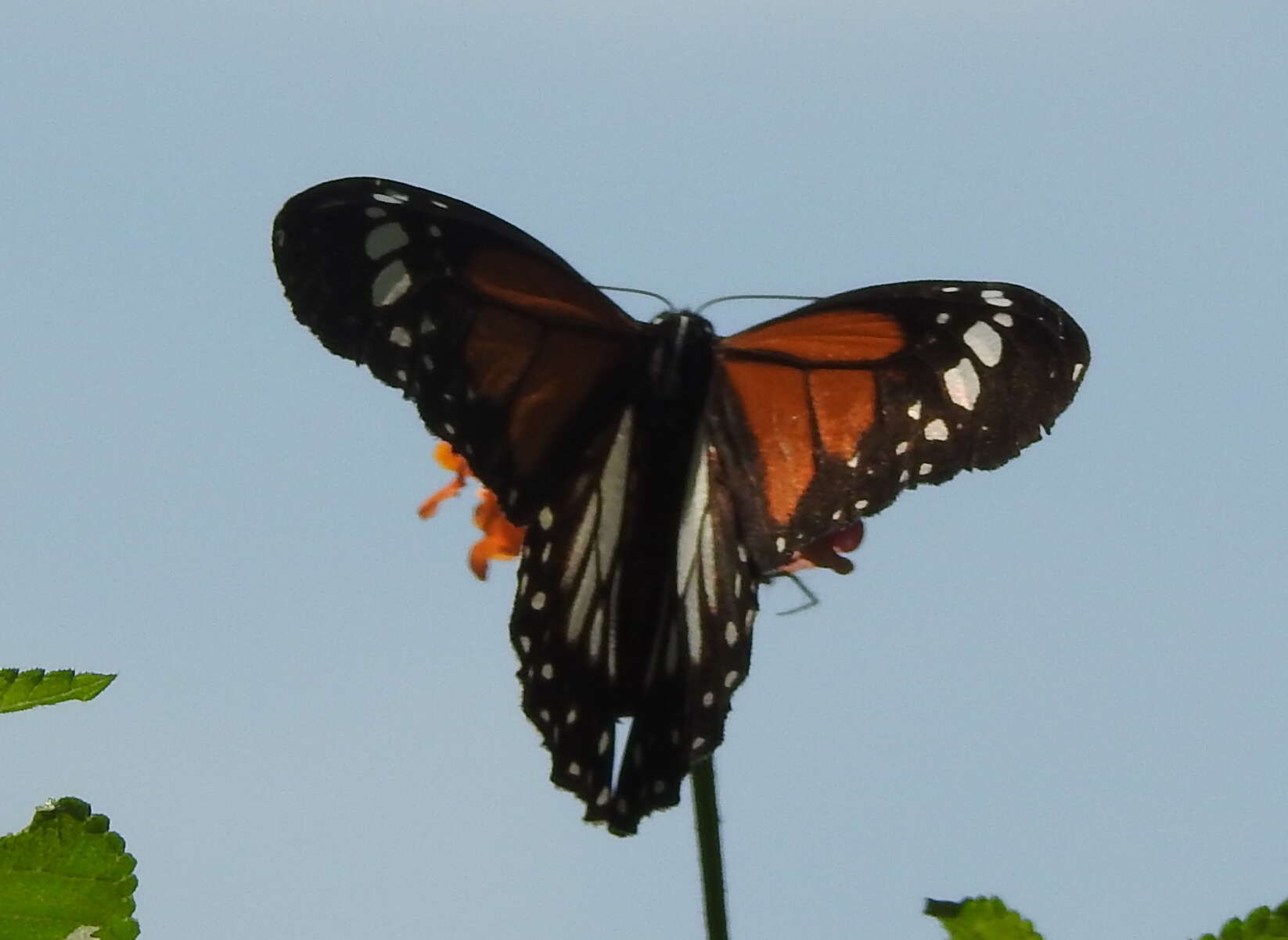 Image de Danaus (Anosia) melanippus Cramer 1777