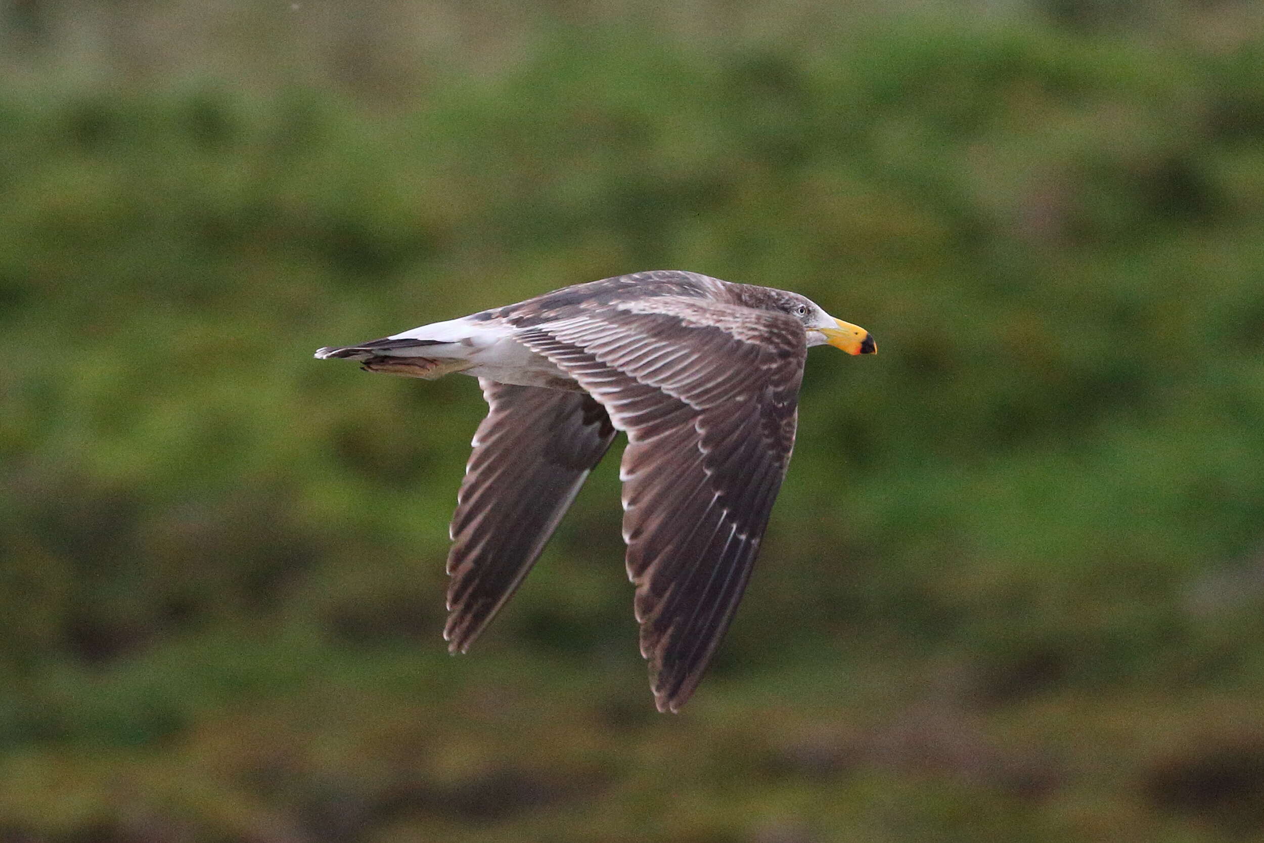 Image of Pacific Gull