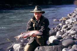 Image of Rainbow Trout