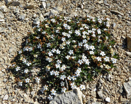 Image of Myosotis colensoi (Kirk) Macbr.