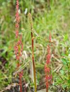 Rumex arcticus Trautv.的圖片