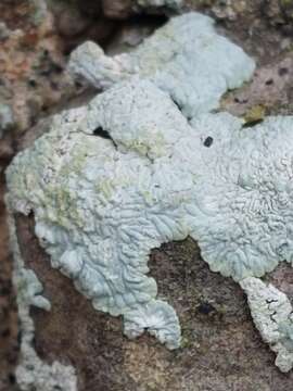 Image of diploicia lichen