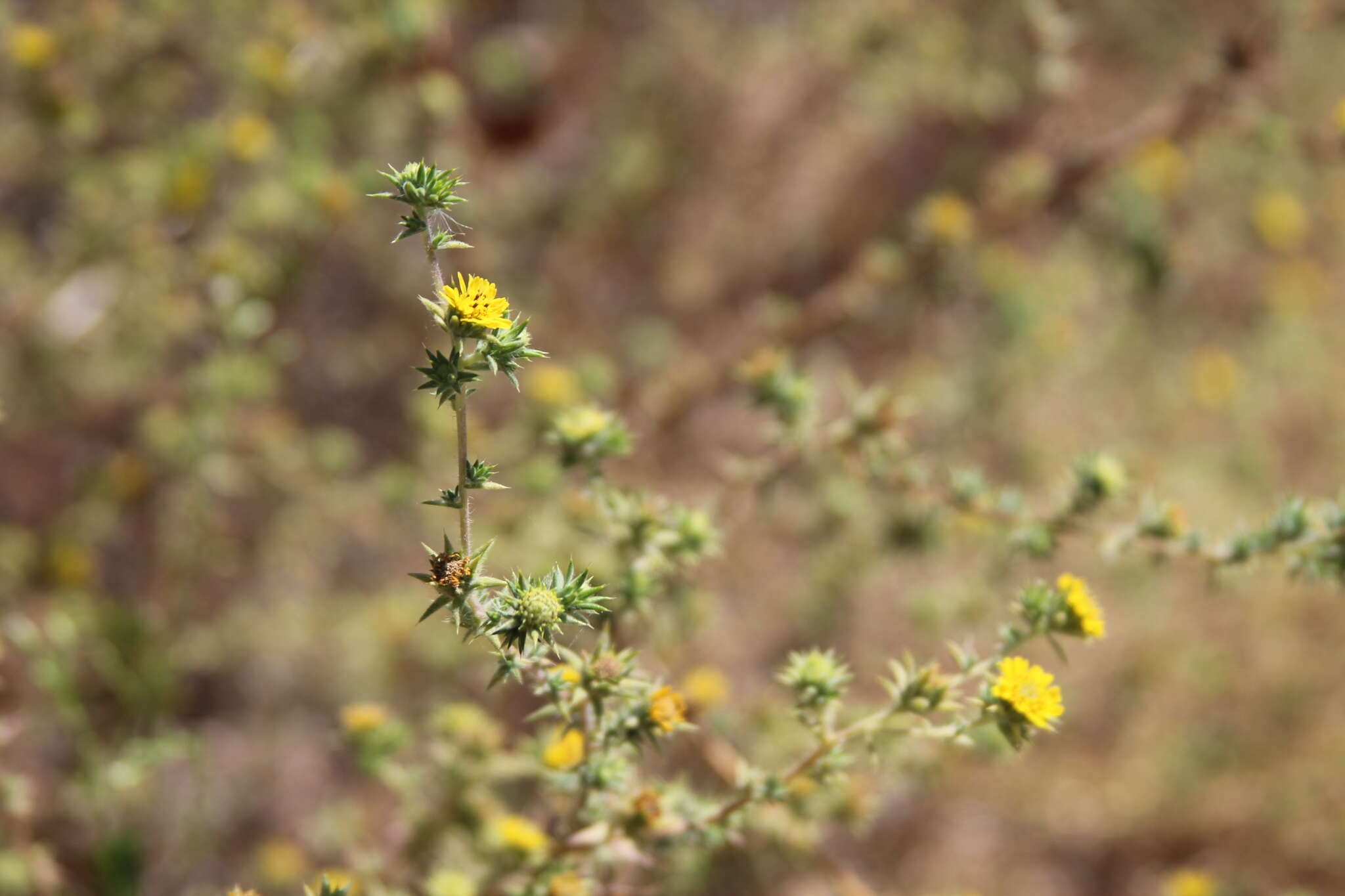 Image of tarweed