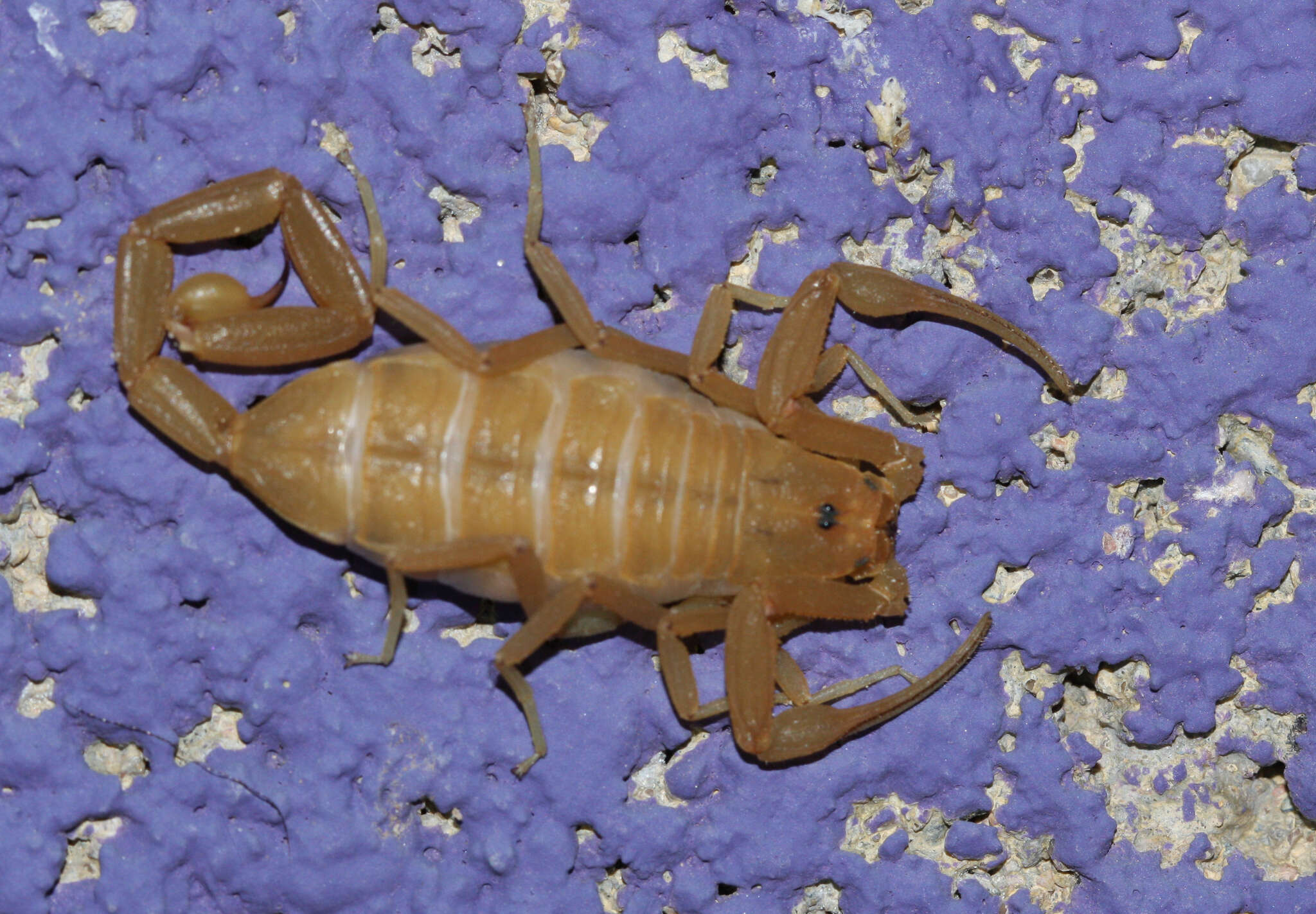 Image of Arizona Bark Scorpion