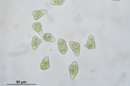 Image of Neoorthocaulis attenuatus (Mart.) L. Söderstr., De Roo & Hedd.