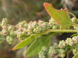 Imagem de Chenopodium album L.