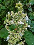 Image of Clerodendrum infortunatum L.