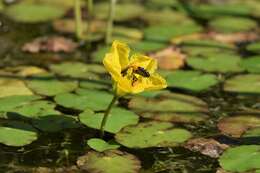 Image of yellow floatingheart