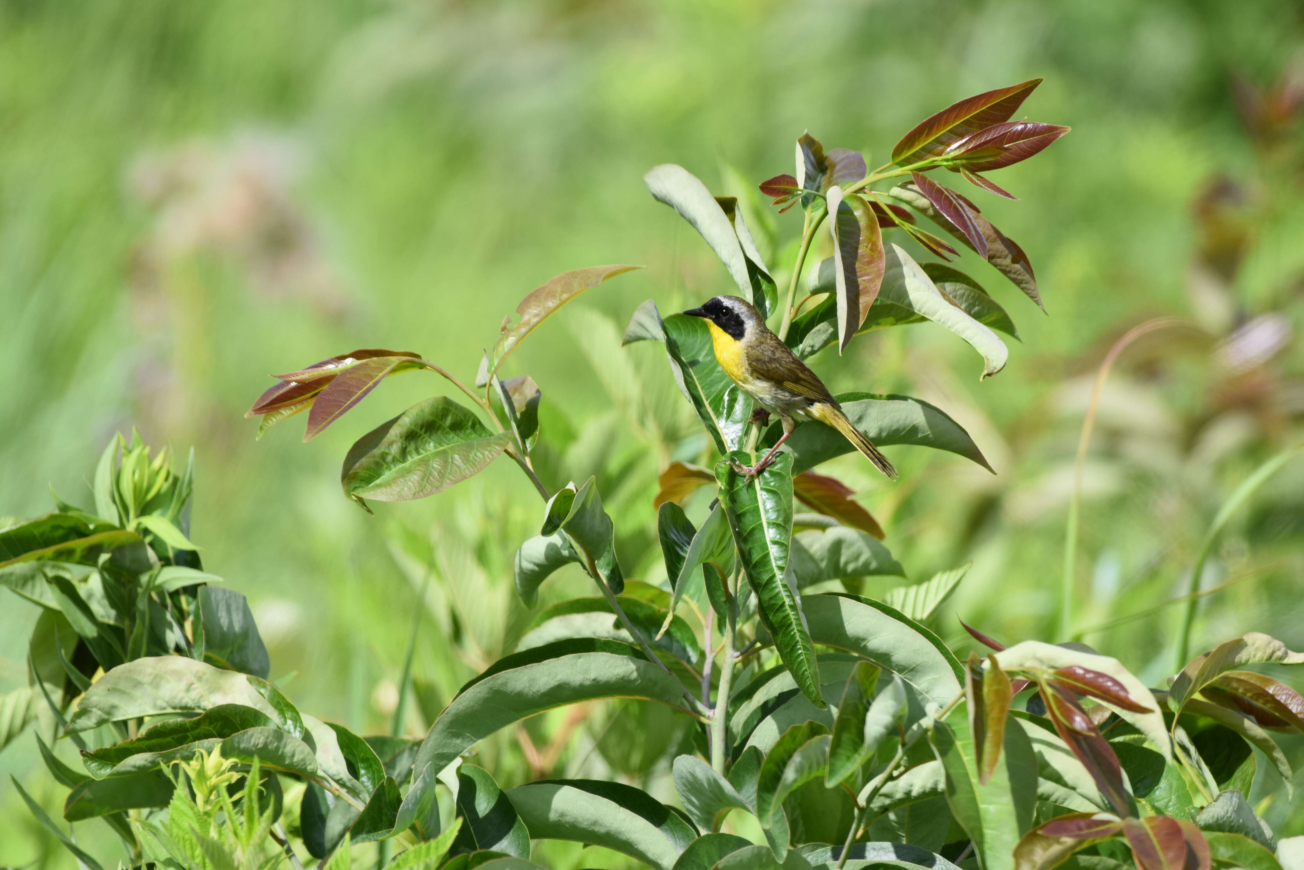 Image of Common Yellowthroat