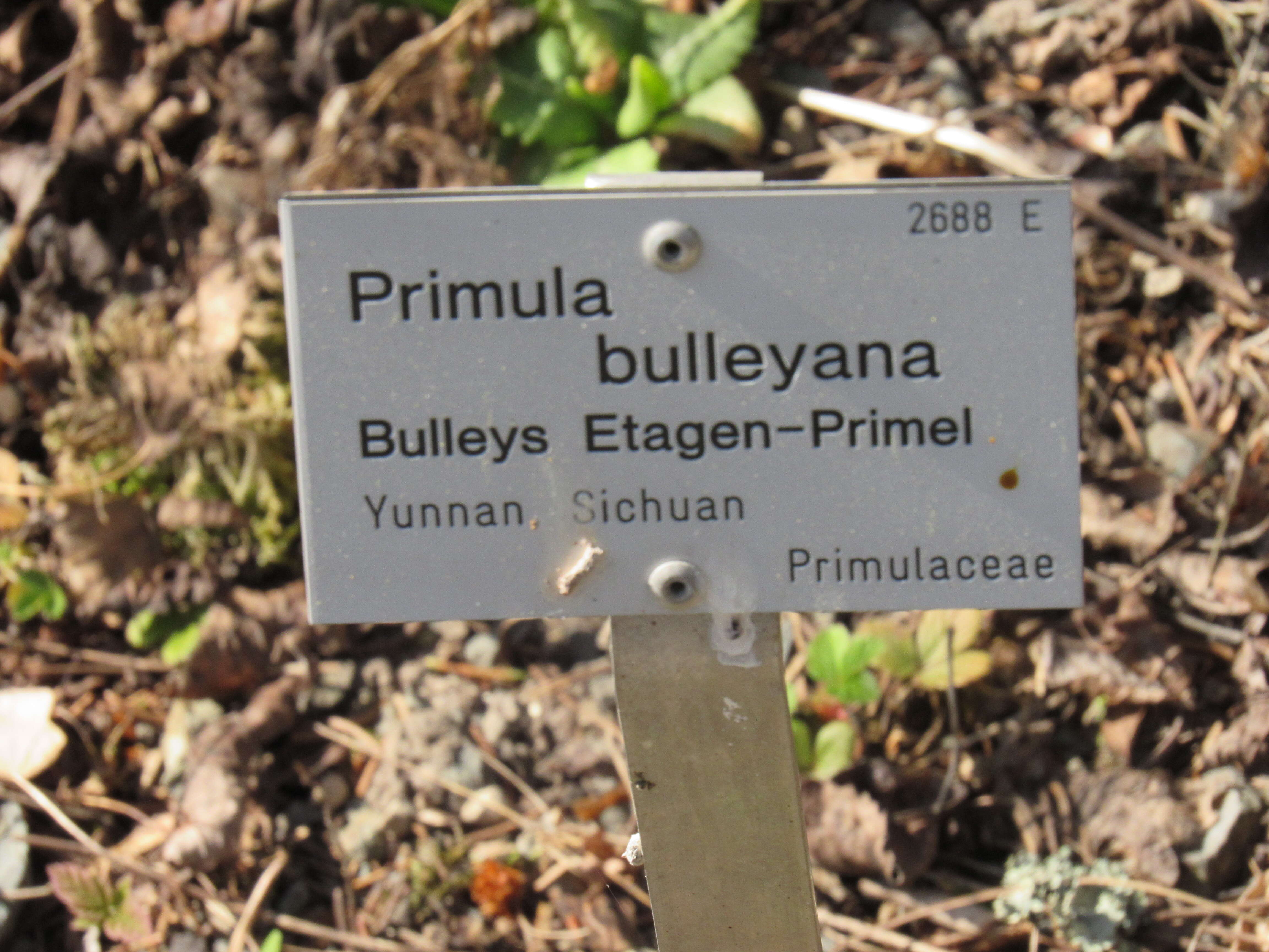 Image of Primula bulleyana Forrest