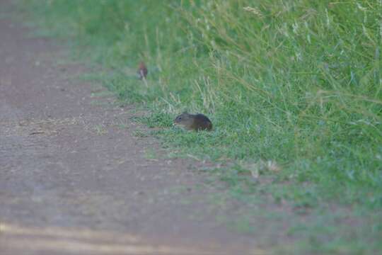 Image of Brazilian Guinea Pig