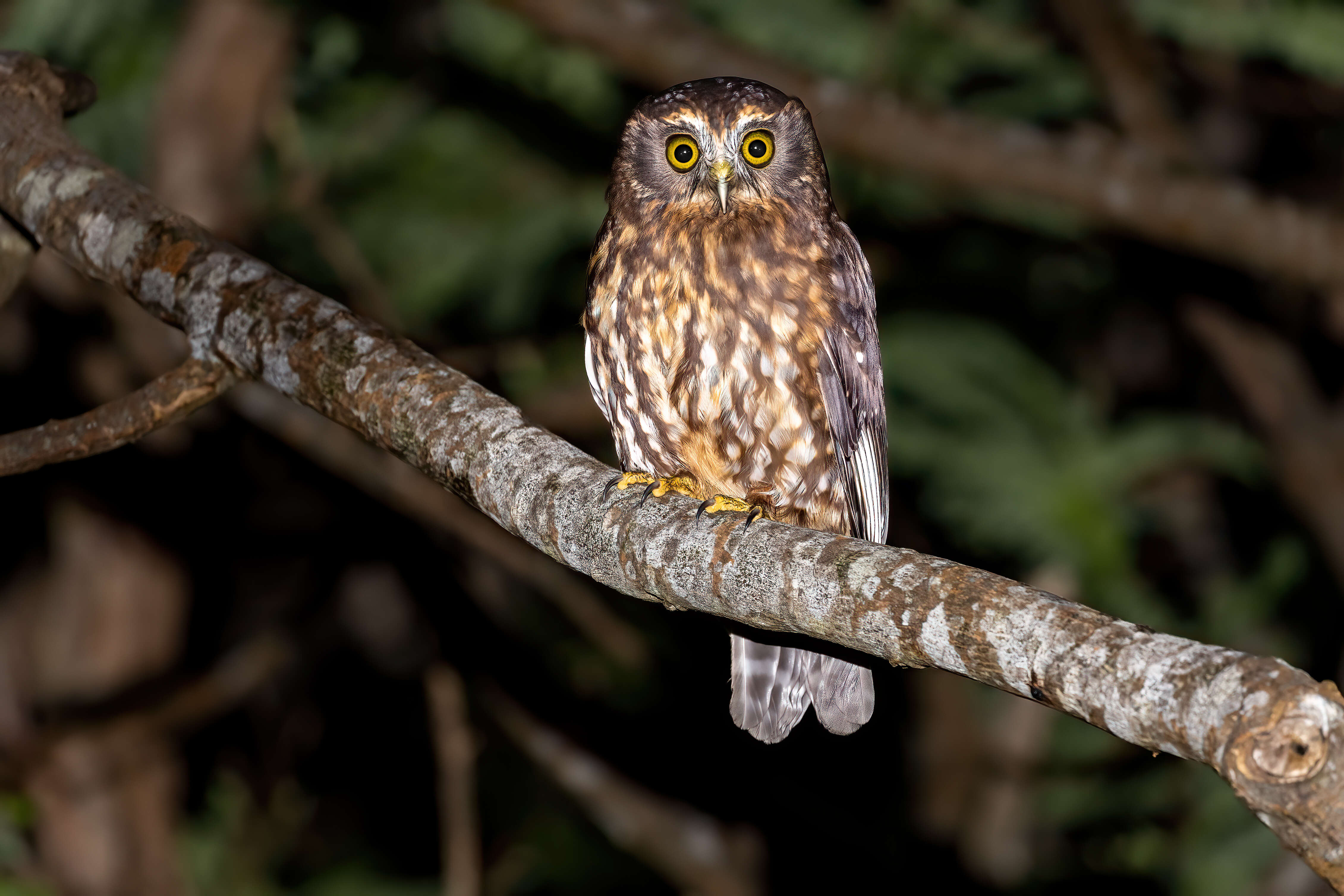 Image of Morepork