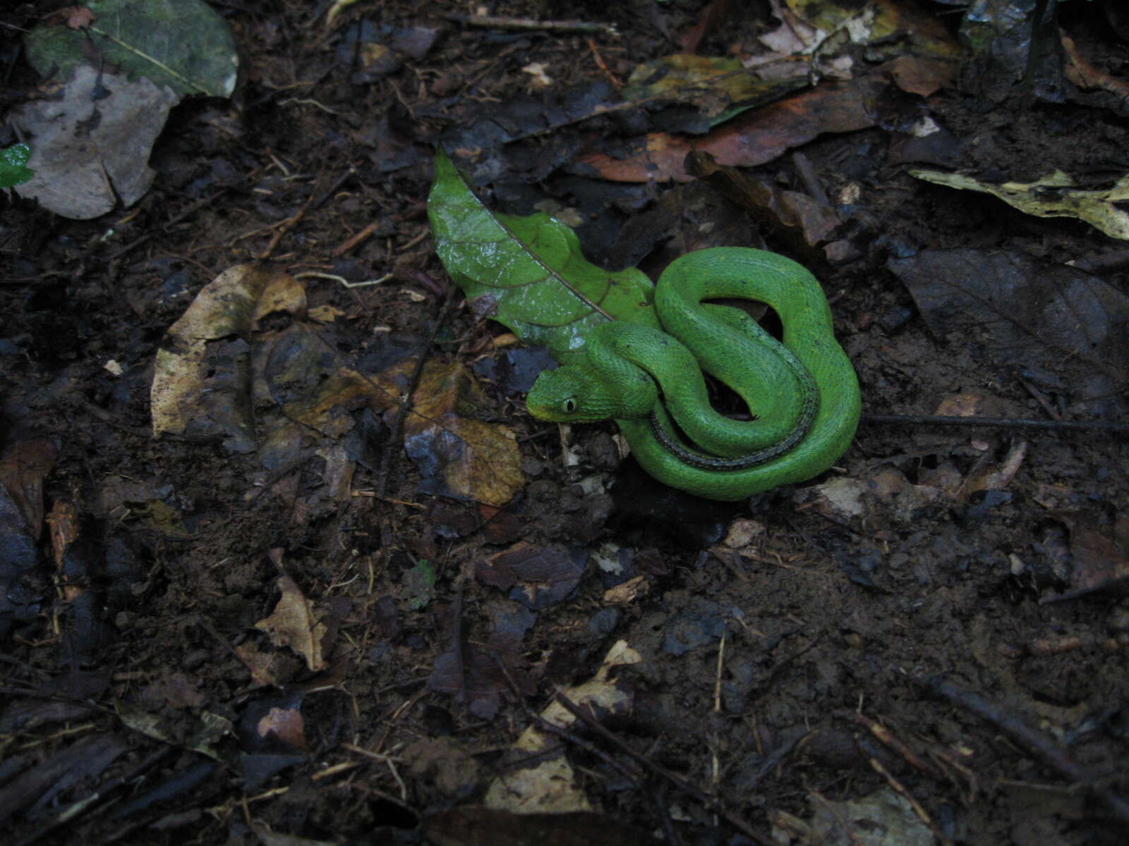 Imagem de Atheris chlorechis (Pel 1851)