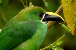 Image of Greyish-throated Toucanet