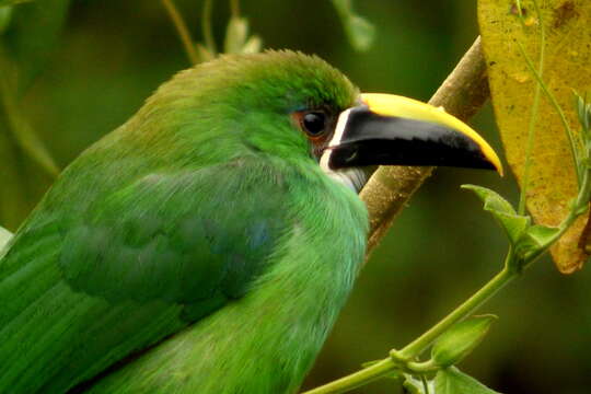 Image of Greyish-throated Toucanet