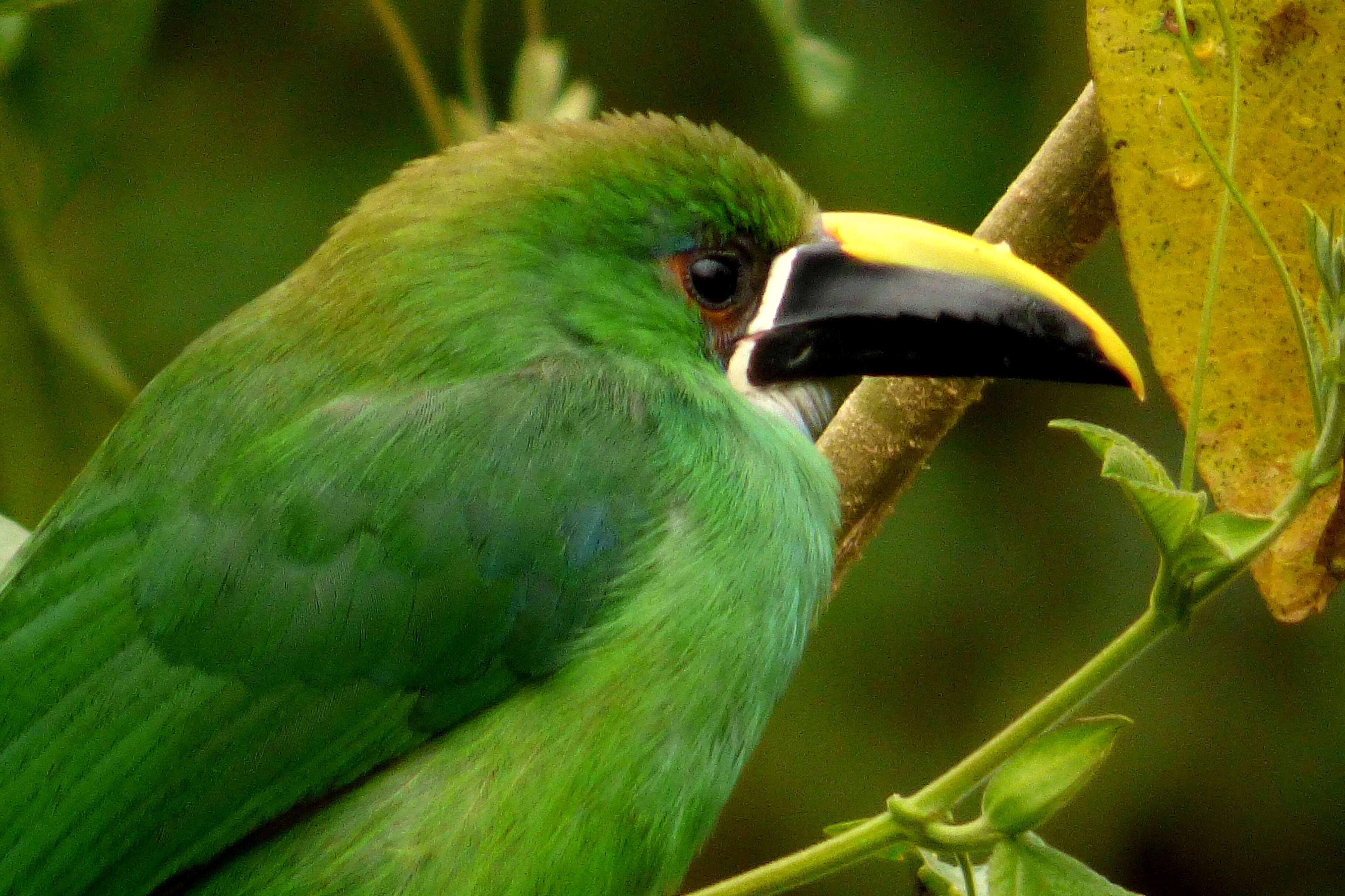 Image of Greyish-throated Toucanet