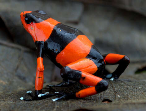 Image of Lehmann's Poison Frog