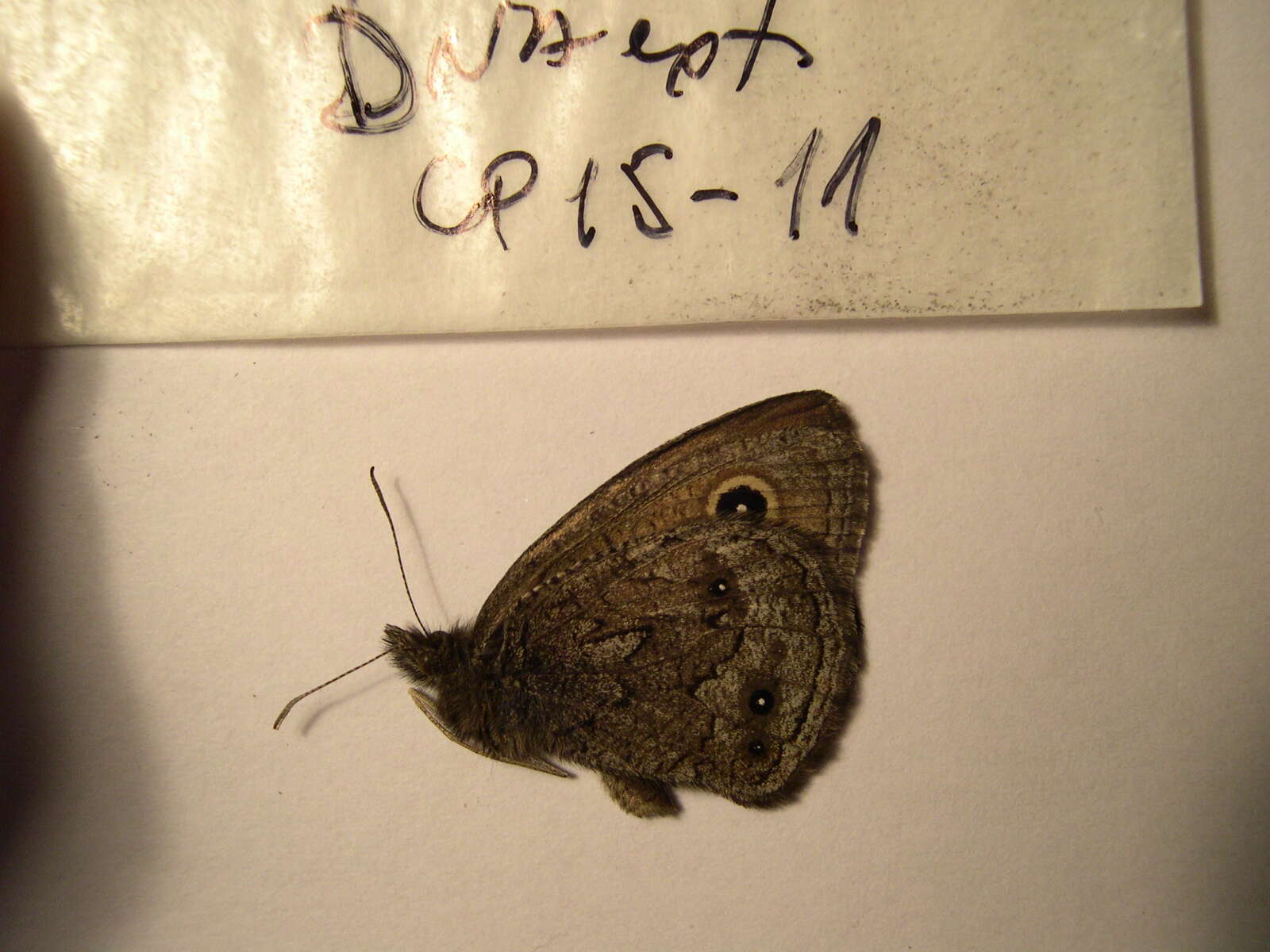 Image of Small Wood Nymph