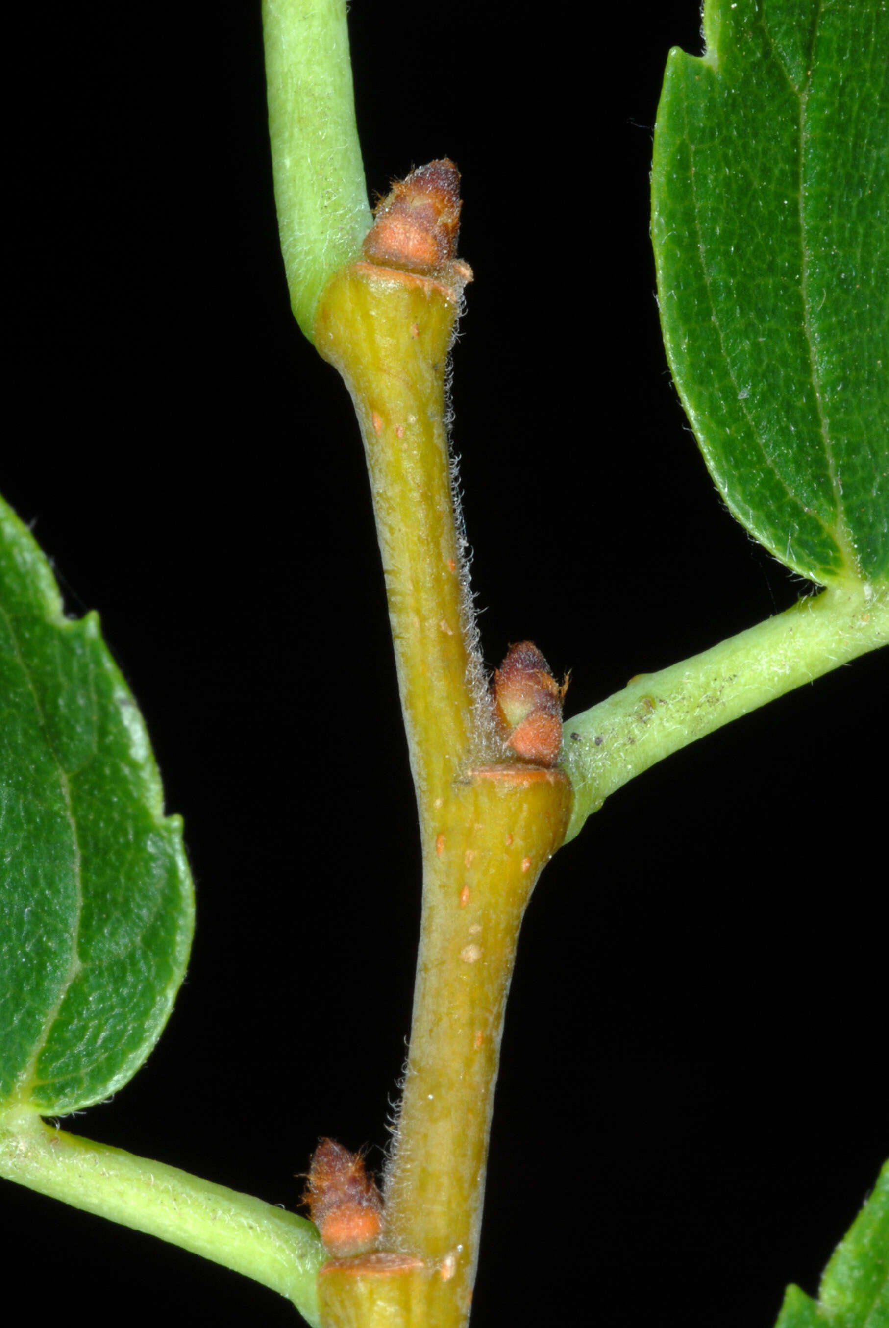 Image of American elm