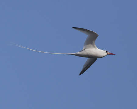 Image of Red-billed Tropicbird