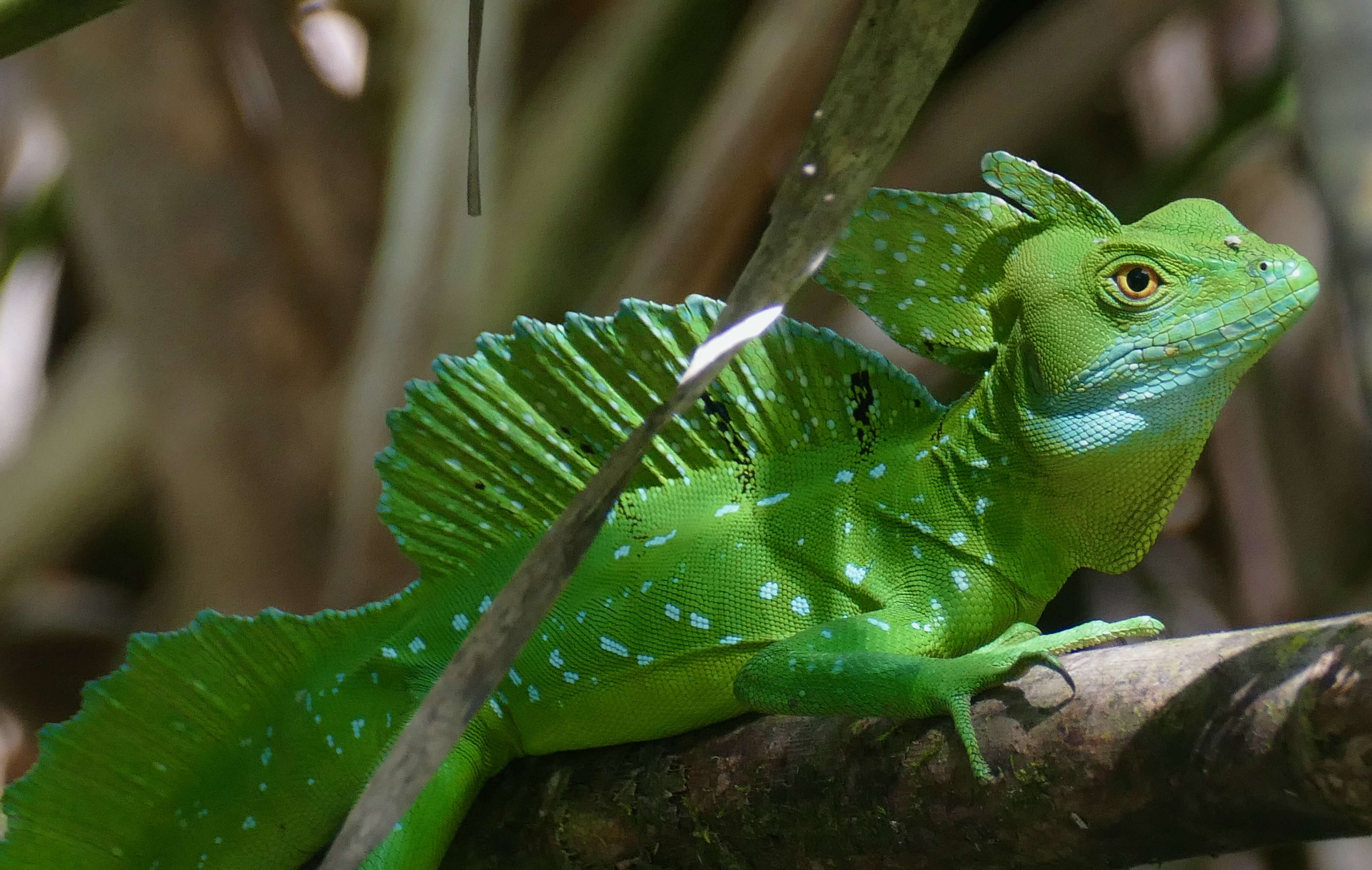 Image of Green Basilisk