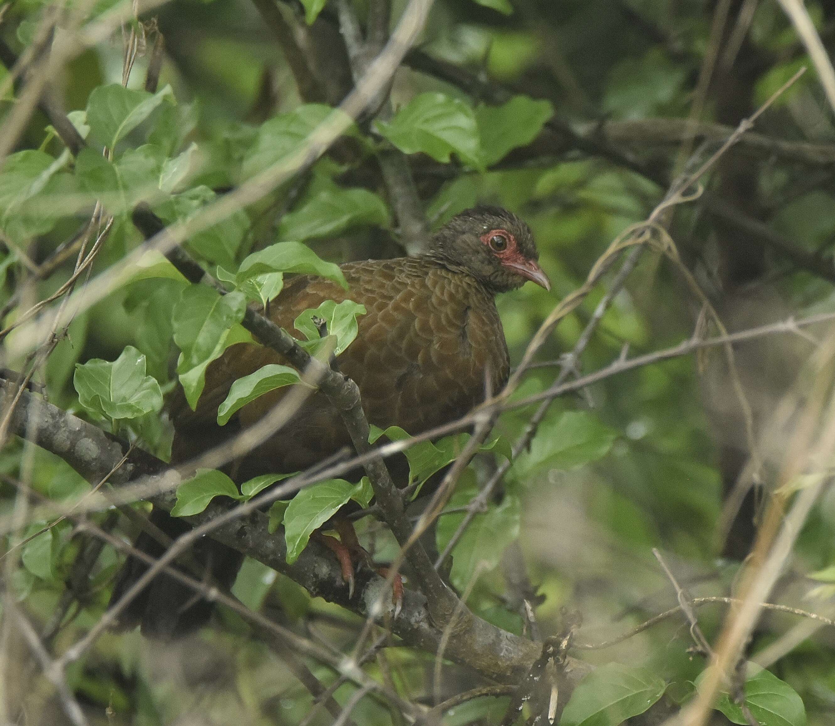 Image of Red-necked Francolin