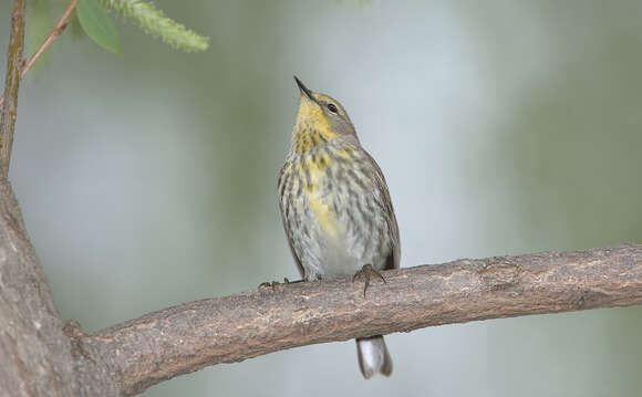 Image of Cape May Warbler