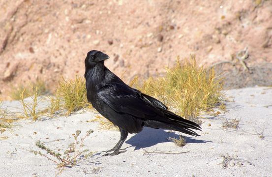 Image of Common raven