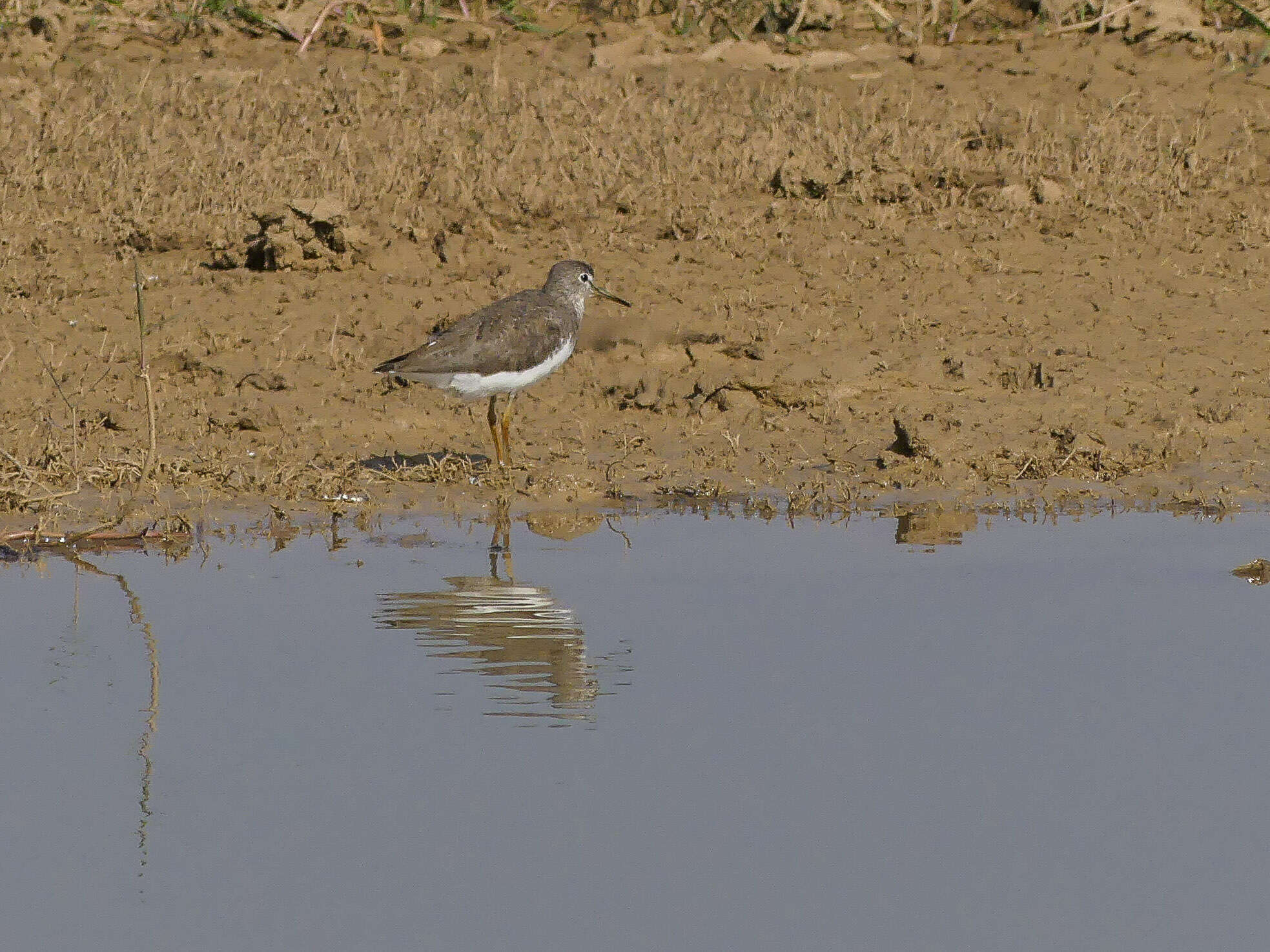 Image of Green Sandpiper