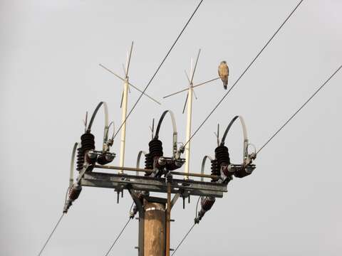 Image of kestrel, common kestrel