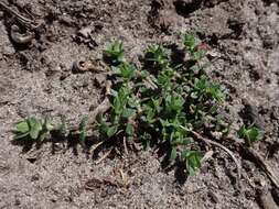 Image of Thyme-leaved Sandwort