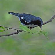 Imagem de Setophaga caerulescens (Gmelin & JF 1789)