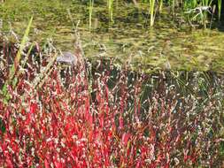 Image of Pygmy Smartweed