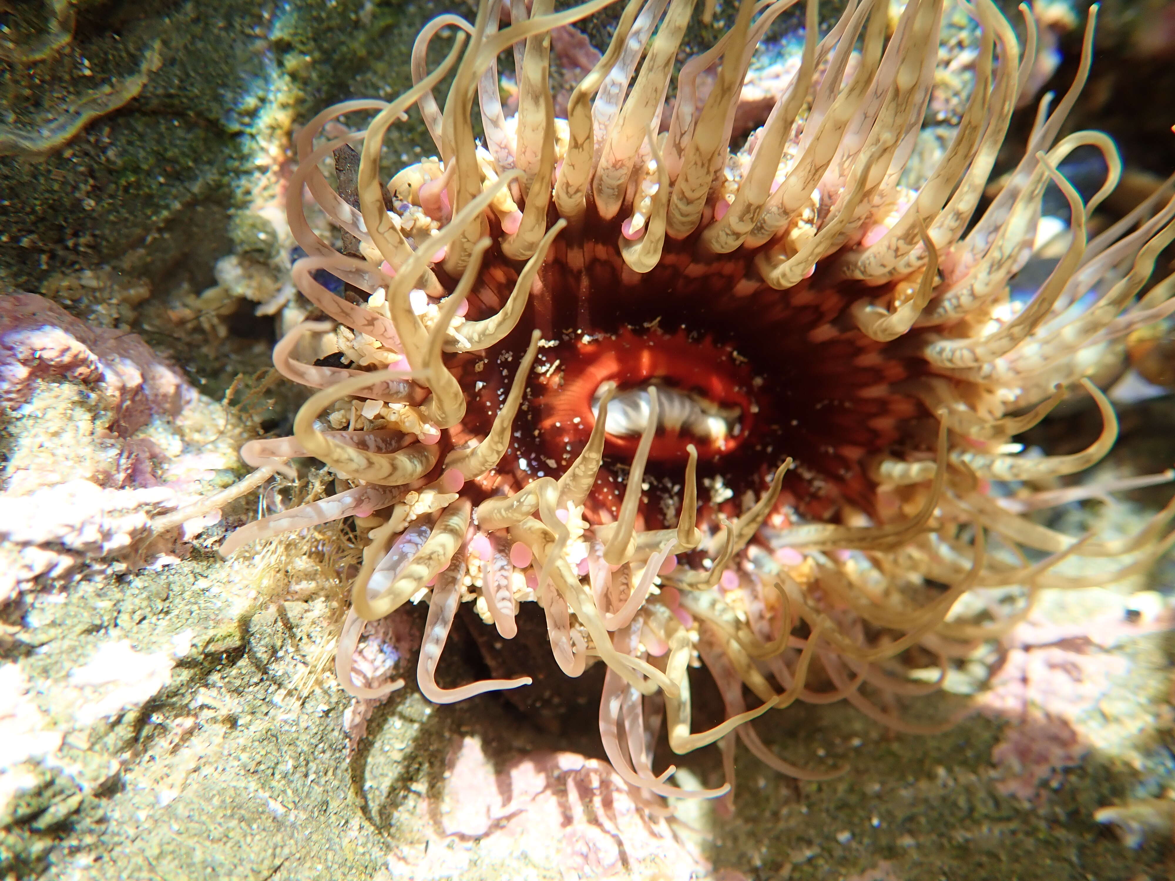 Image of Sand anemone