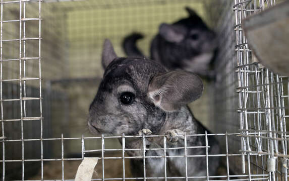 Image of chinchilla