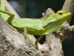 Image of great crested canopy lizard
