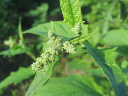 Image de Chenopodiastrum hybridum (L.) S. Fuentes, Uotila & Borsch