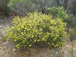 Image of Hibbertia gracilipes Benth.