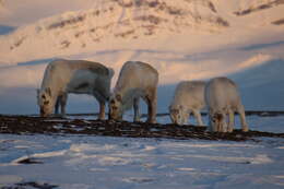 Image of Svalbard reindeer