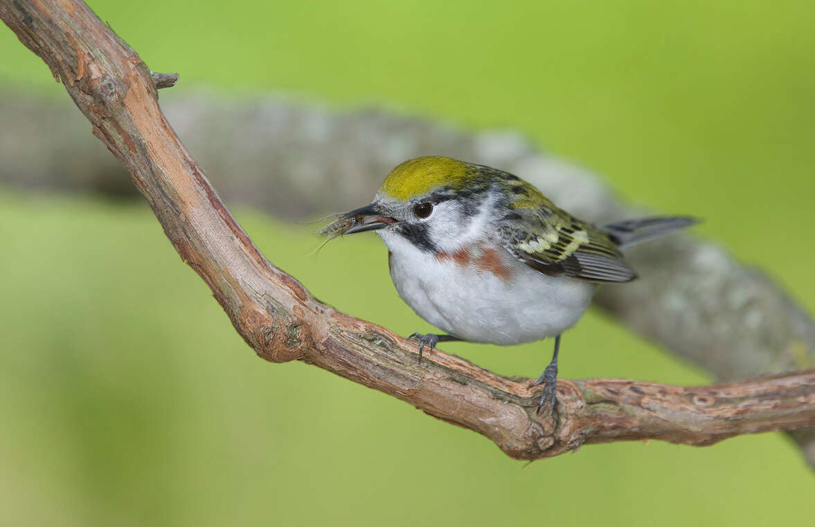 Image of Chestnut-sided Warbler