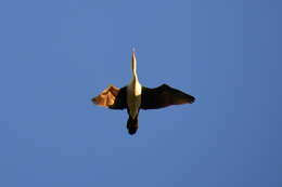 Image of Australian Pied Cormorant