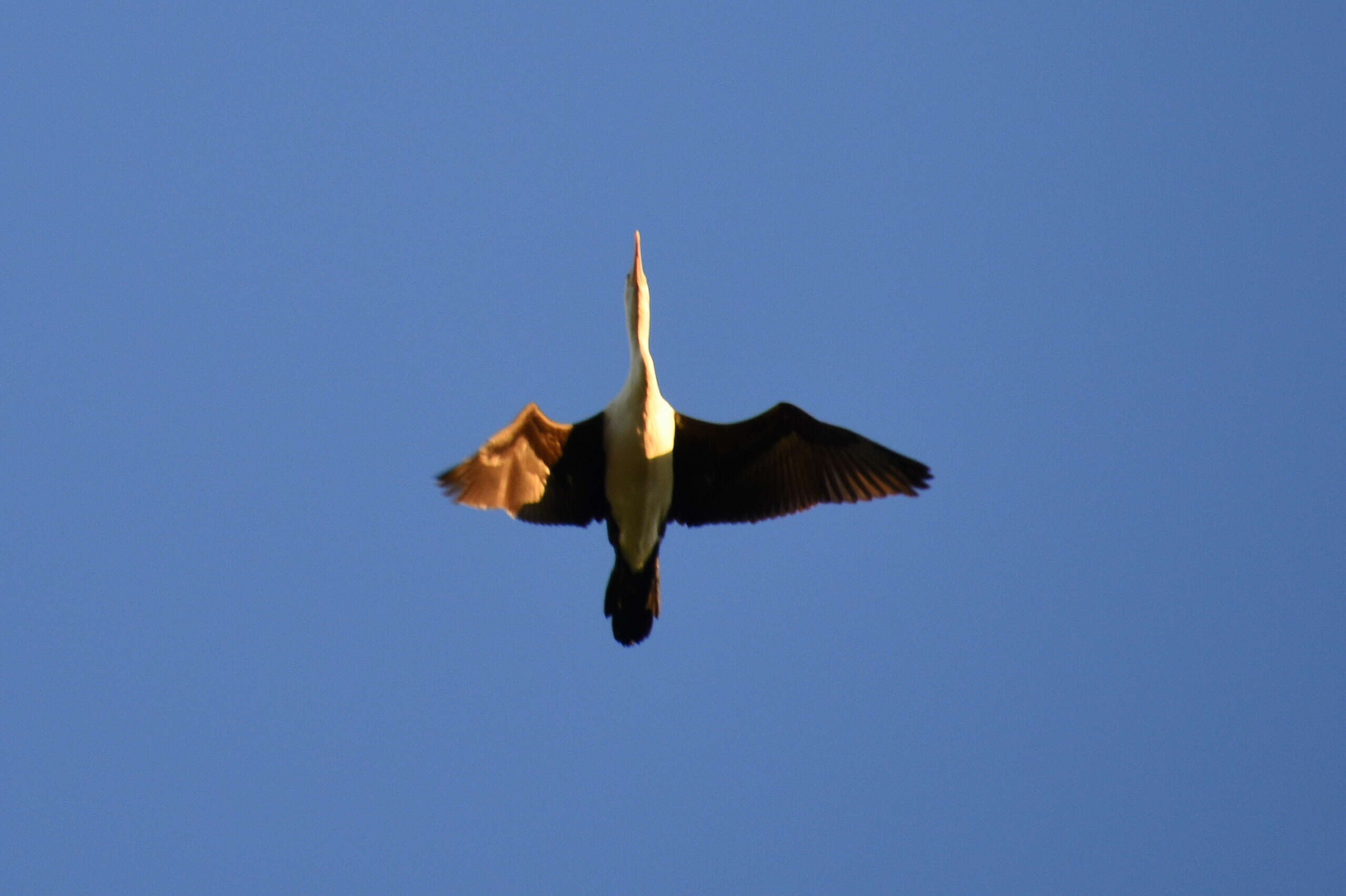 Image of Australian Pied Cormorant