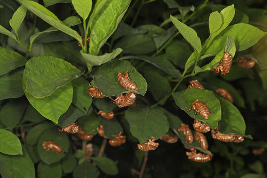 Image of Decim Periodical Cicada