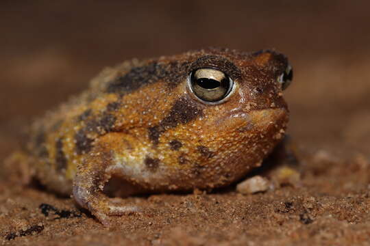 Image of Namaqua Rain Frog