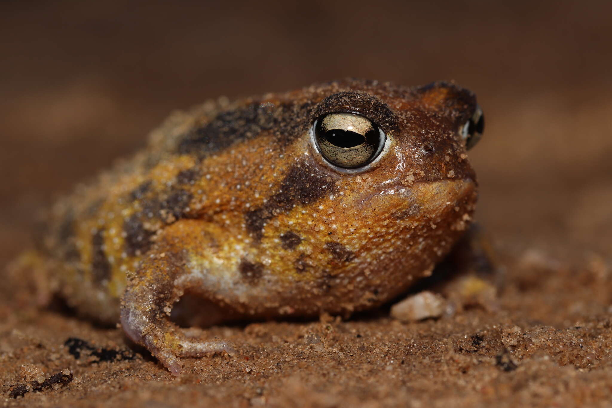 Image of Namaqua Rain Frog