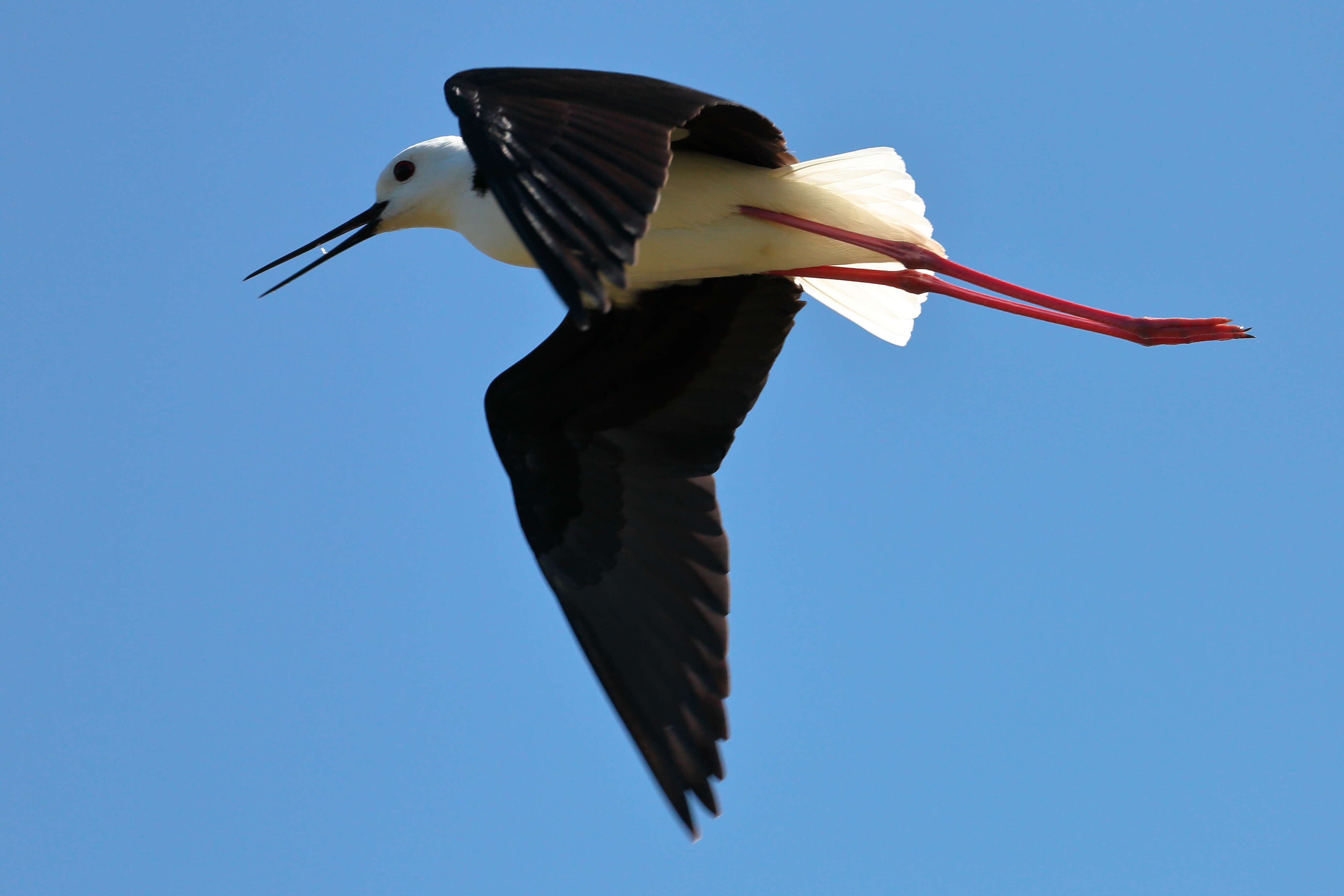 Image of Pied Stilt